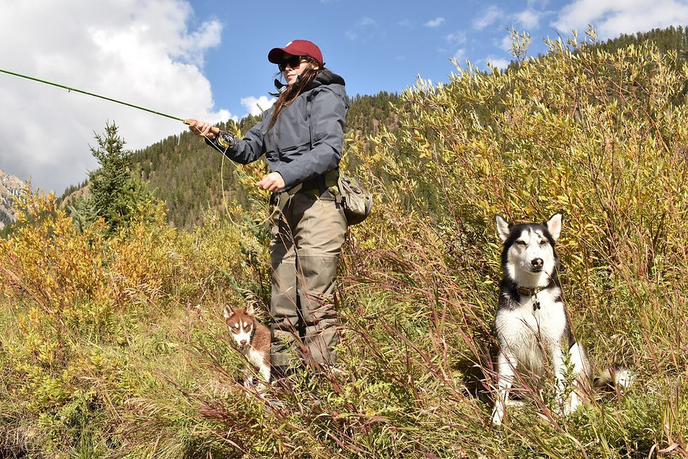 Dog Training Bozeman Montana Puppy Class