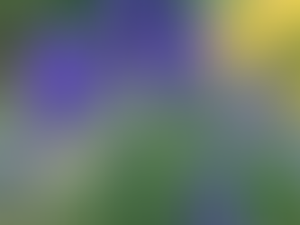 Spotlight on... Aconite