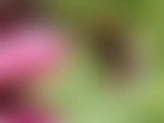 Spotlight on... Apis 🐝