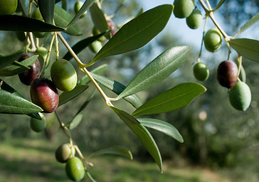 Taggiasca-olive-tree.jpg