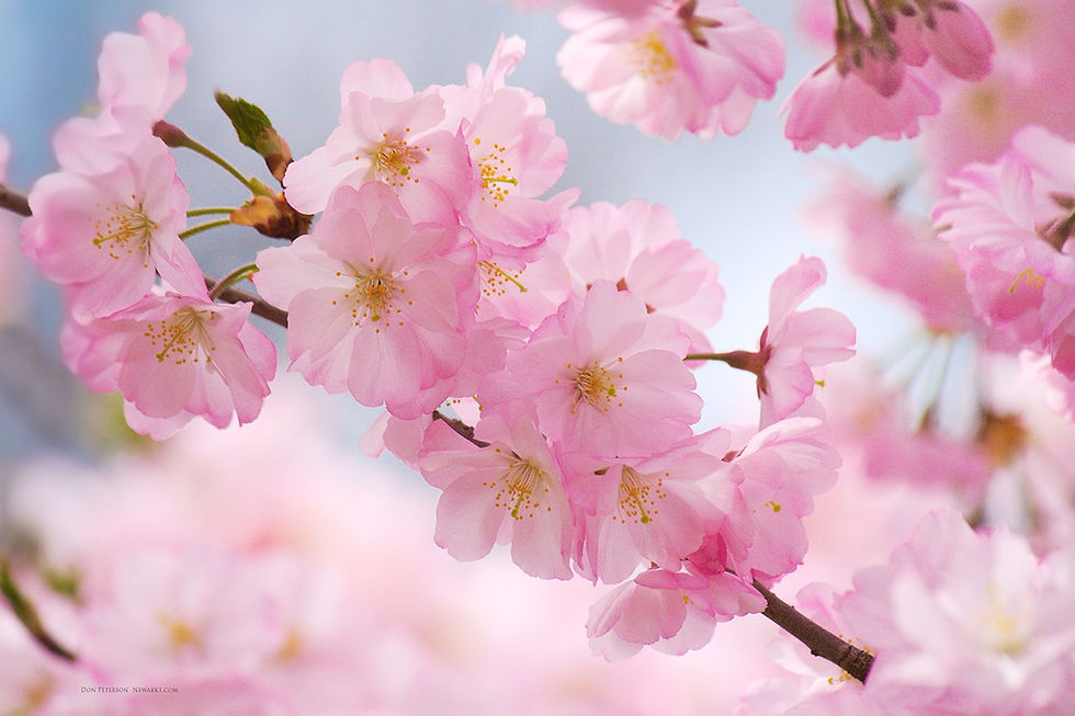 cherry-blossoms-wallpaper-thumb.jpg