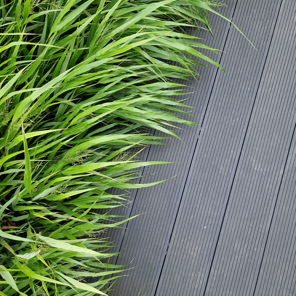 green ornamental grass next to black composite decking