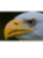 Untitled design (2).png