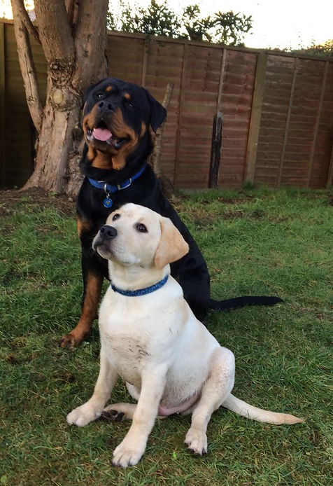 Elvis and Brodie.jpg