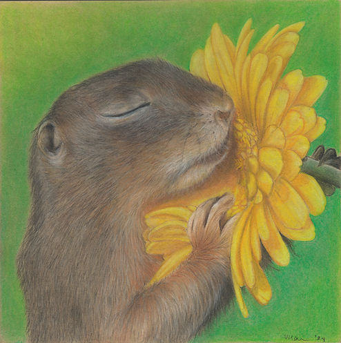 24439_VH-Squirrel-flower.jpg