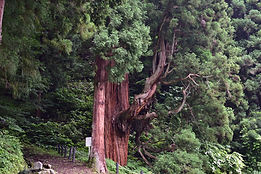鳴尾の熊野神社大スギ