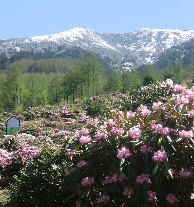 絶景！|浅間高原シャクナゲ園|群馬県嬬恋村