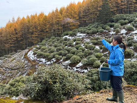 昨秋、園内の整備を行いました。#シャクナゲ園ニュース