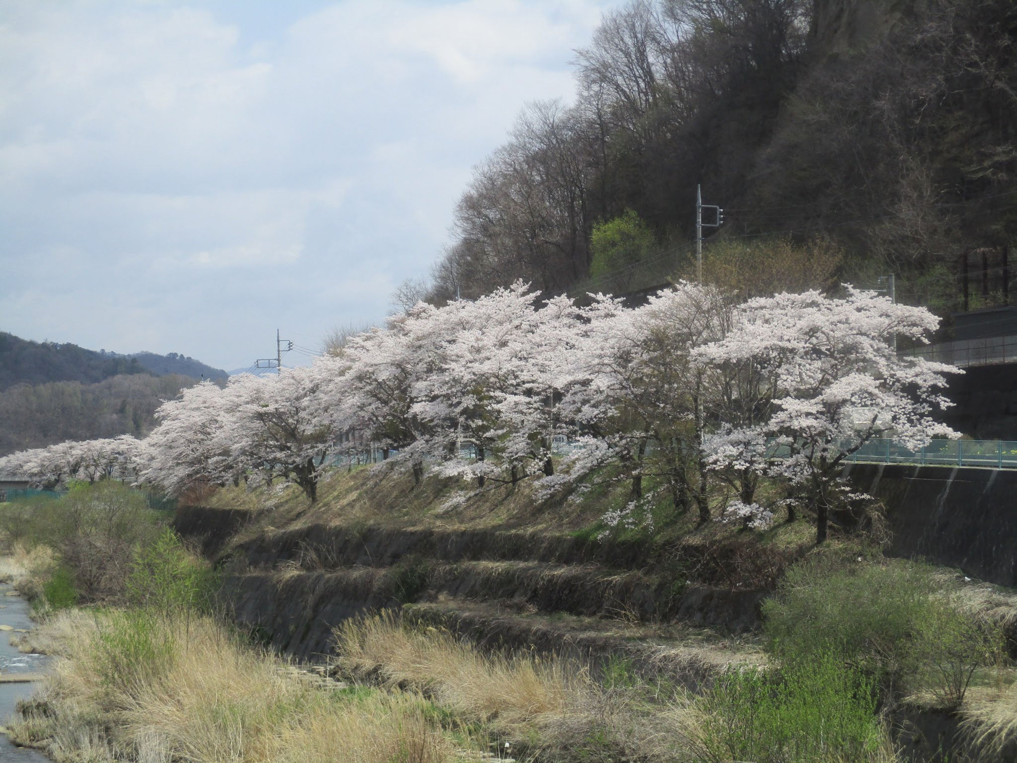 三原の桜並木 | (一社) 嬬恋村観光協会