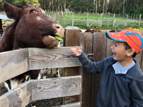 Boy feeds cow at Little Farm in Tilden