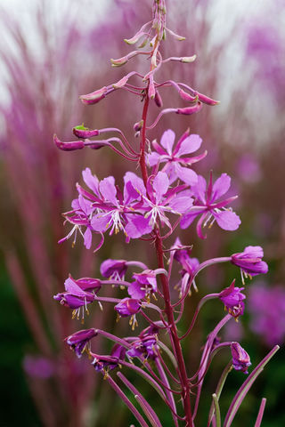 a close up of purple flowers with yellow centers