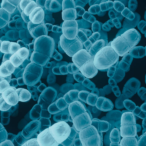 GutGuide®brändin graafinen elementti, jossa mikroskooppikuva sinisistä maitohappobakteereista