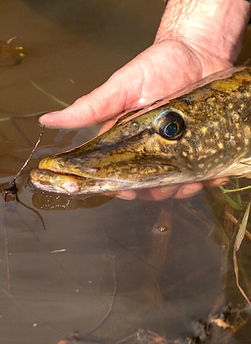 Brochet © Pierre RIGALLEAU (7).jpg