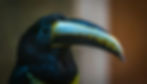 Photo of a Black and Grey Toucan looking in the direction of the camera
