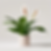 Peace Lily