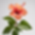 Hibiscus Plant