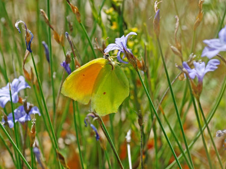 DEVINE QUI PAPILLONNE ?