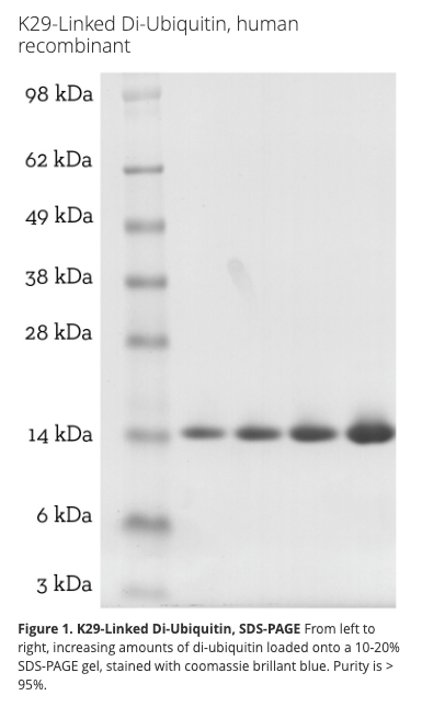 K29 Di-Ubiquitin