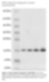 K29 Di-Ubiquitin
