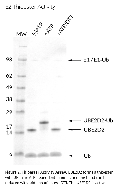 UBE2D2 (Recombinant Human)