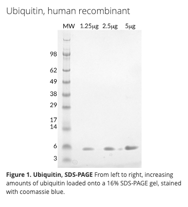 Ubiquitin, human recombinant