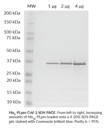 His10-SARS-CoV-2 (PLpro)