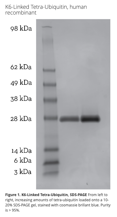 K6 Tetra-Ubiquitin