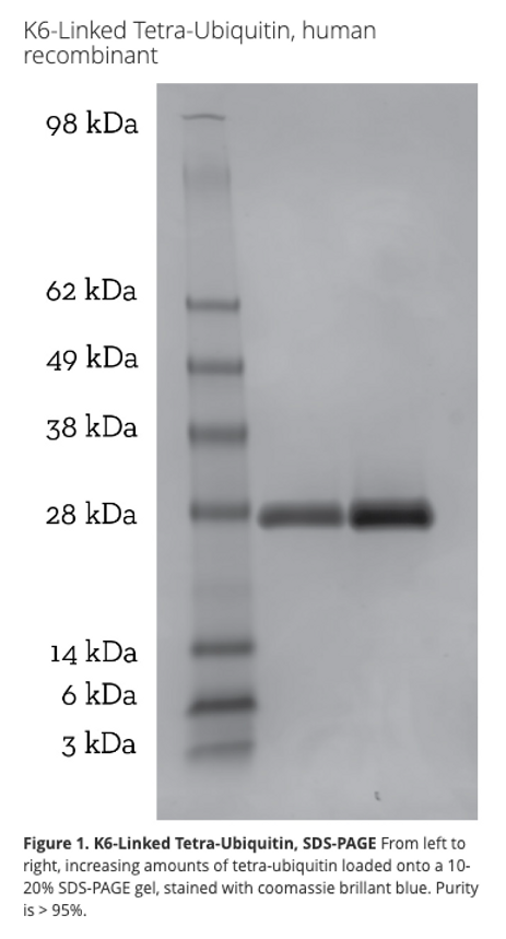 K6 Tetra-Ubiquitin, Marker, South-Bay-Bio
