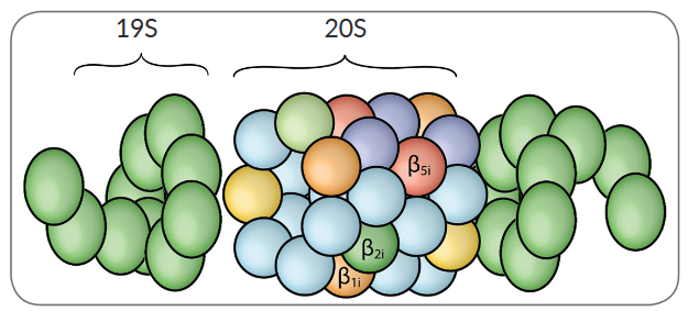 20S Immunoproteasome, Mouse Spleen