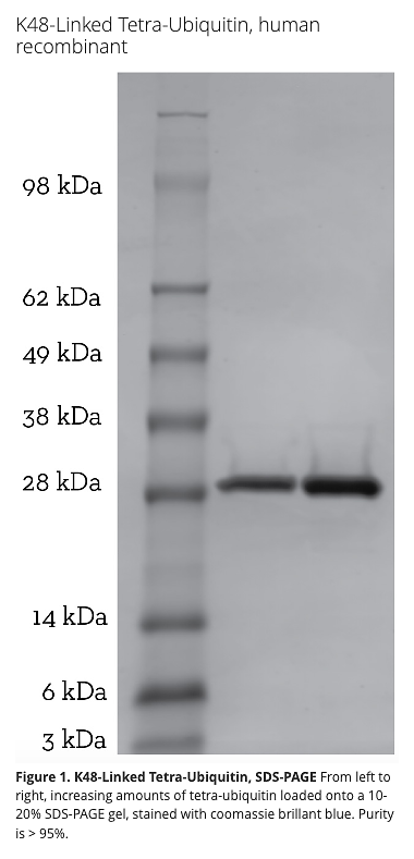 K48 Tetra-Ubiquitin