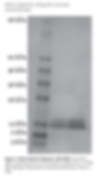 K33 Di-Ubiquitin
