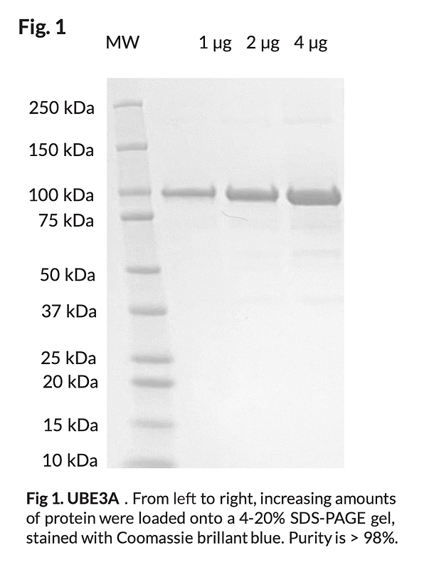 UBE3A-His₈ (E6AP) E3 Ligase Protein