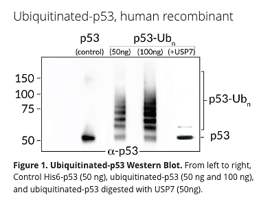 His6-Poly-Ubiquitinated p53, human recombinant
