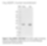 His6-NEDP1, human recombinant