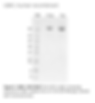 Ubiquitin Activating Enzyme (UBA1), human recombinant