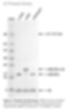 UBE2D1 (Recombinant Human)