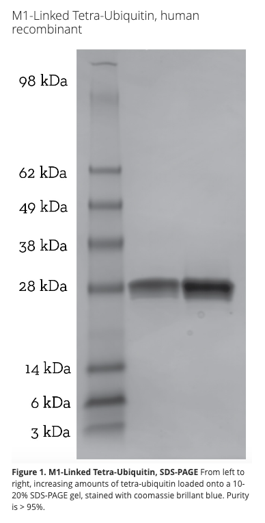 M1 Tetra Ubiquitin