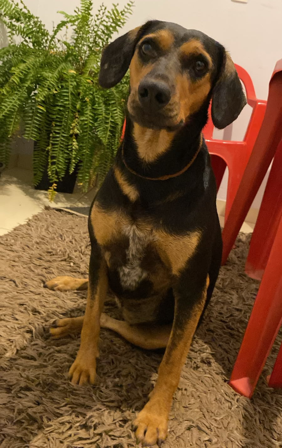Valentina (Foto: acervo pessoal)