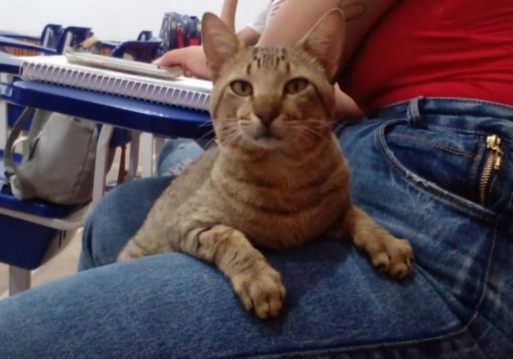 O gato Eric fez com que Rodrigo se aproximasse da causa animal. (Foto: acervo pessoal)
