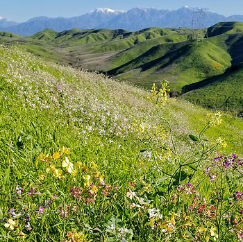 superbloom17_edited.jpg