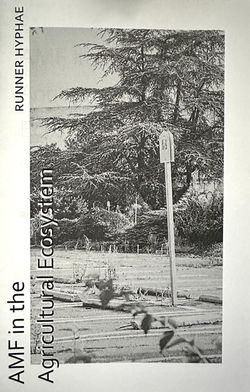 AMF in the Agricultural Ecosystem