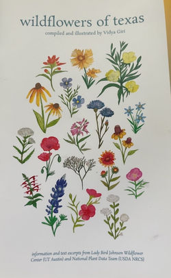 Wildflowers of Texas