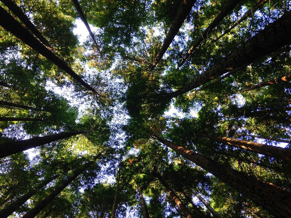 Trees and sky | Monadd