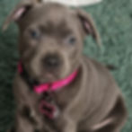 Blue Staffordshire Bull Terrier puppy at Luminastaffs