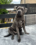 Luna, Staffordshire Bull Terrier at Luminastaffs