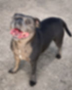 Luna, Staffordshire Bull Terrier at Luminastaffs