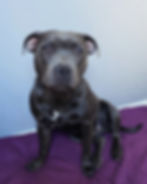 Naya, Staffordshire Bull Terrier at Luminastaffs