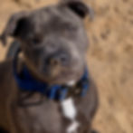 Blue Staffordshire Bull Terrier puppy at Luminastaffs