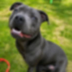Blue Staffordshire Bull Terrier puppy at Luminastaffs