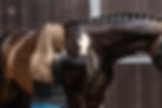 Equine Sports & Rehabilitation Massage Therapy
